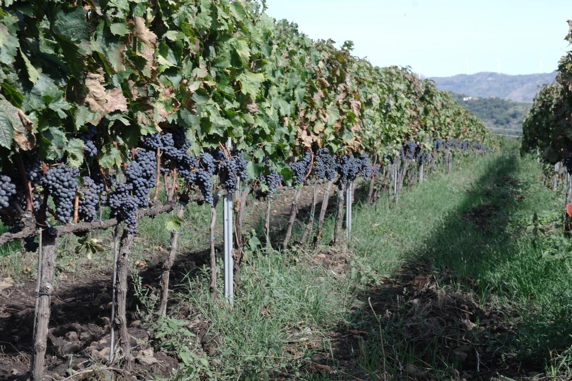 Pensjonat Feudo Vagliasindi -Wine Experience- Randazzo Zewnętrze zdjęcie