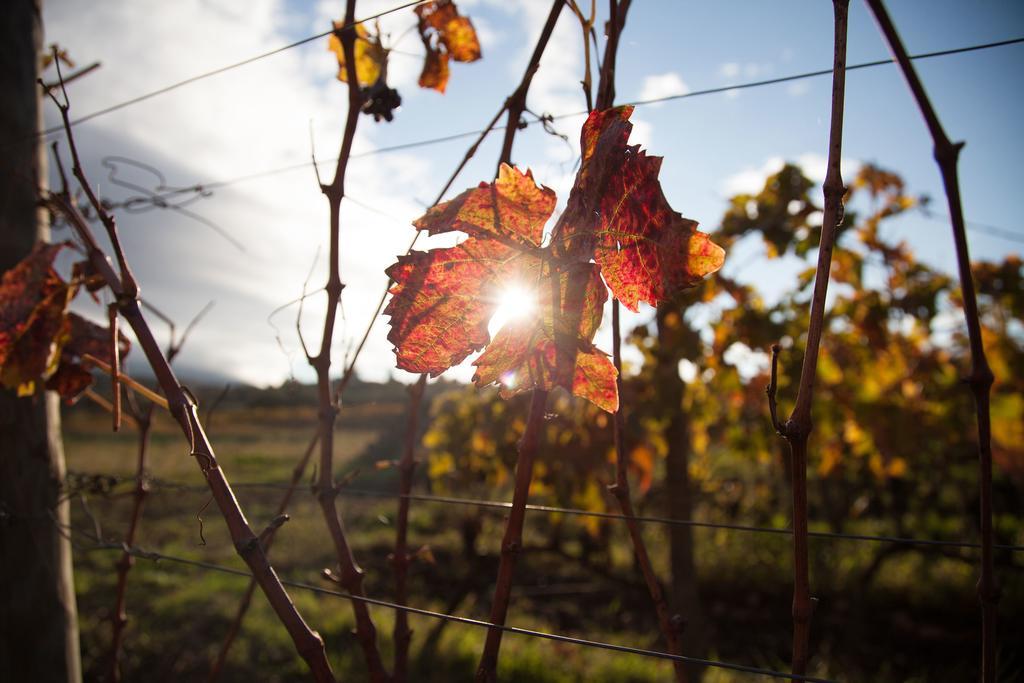 Pensjonat Feudo Vagliasindi -Wine Experience- Randazzo Zewnętrze zdjęcie