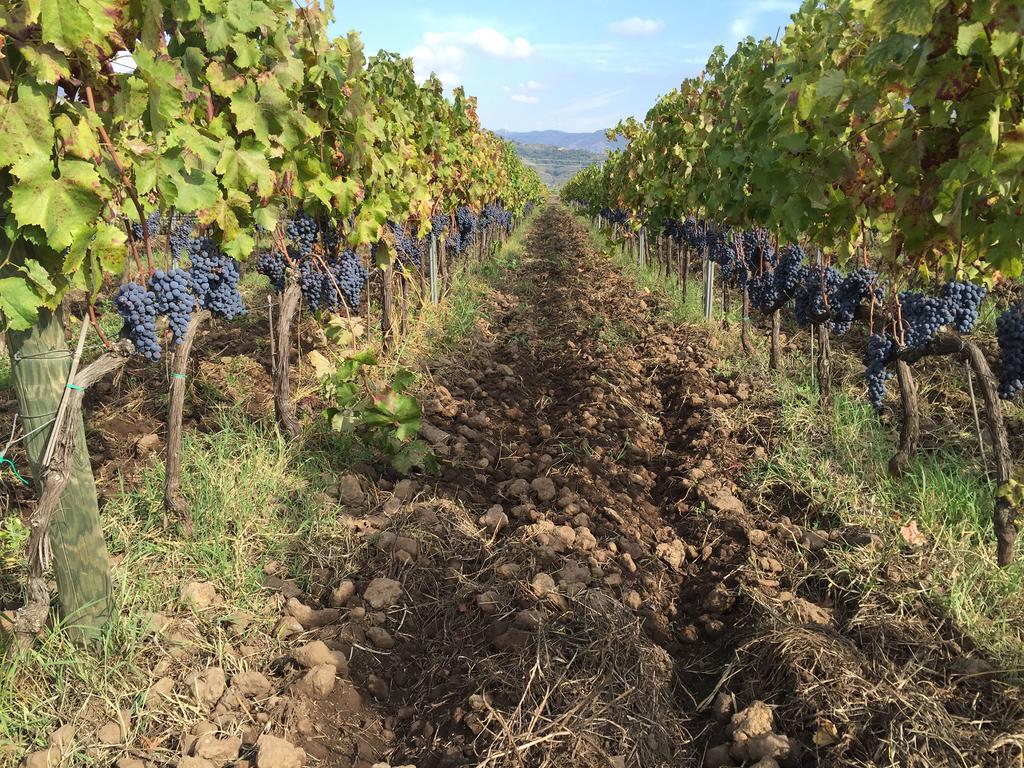 Pensjonat Feudo Vagliasindi -Wine Experience- Randazzo Zewnętrze zdjęcie